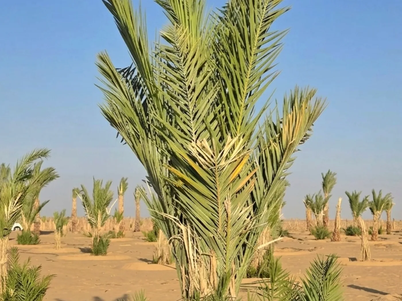 نخلة ذكر عبد الجبار خضراء قوية