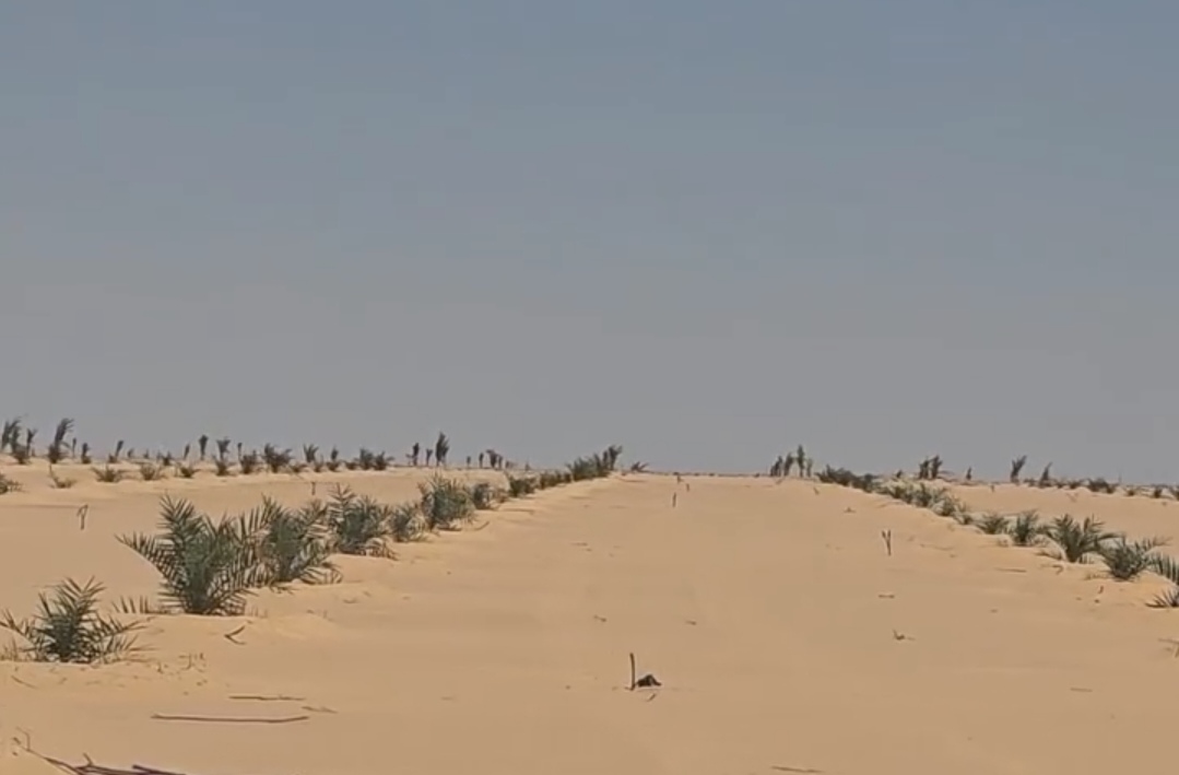صفوف نخيل منتظمة داخل مزرعة قيد الإنشاء