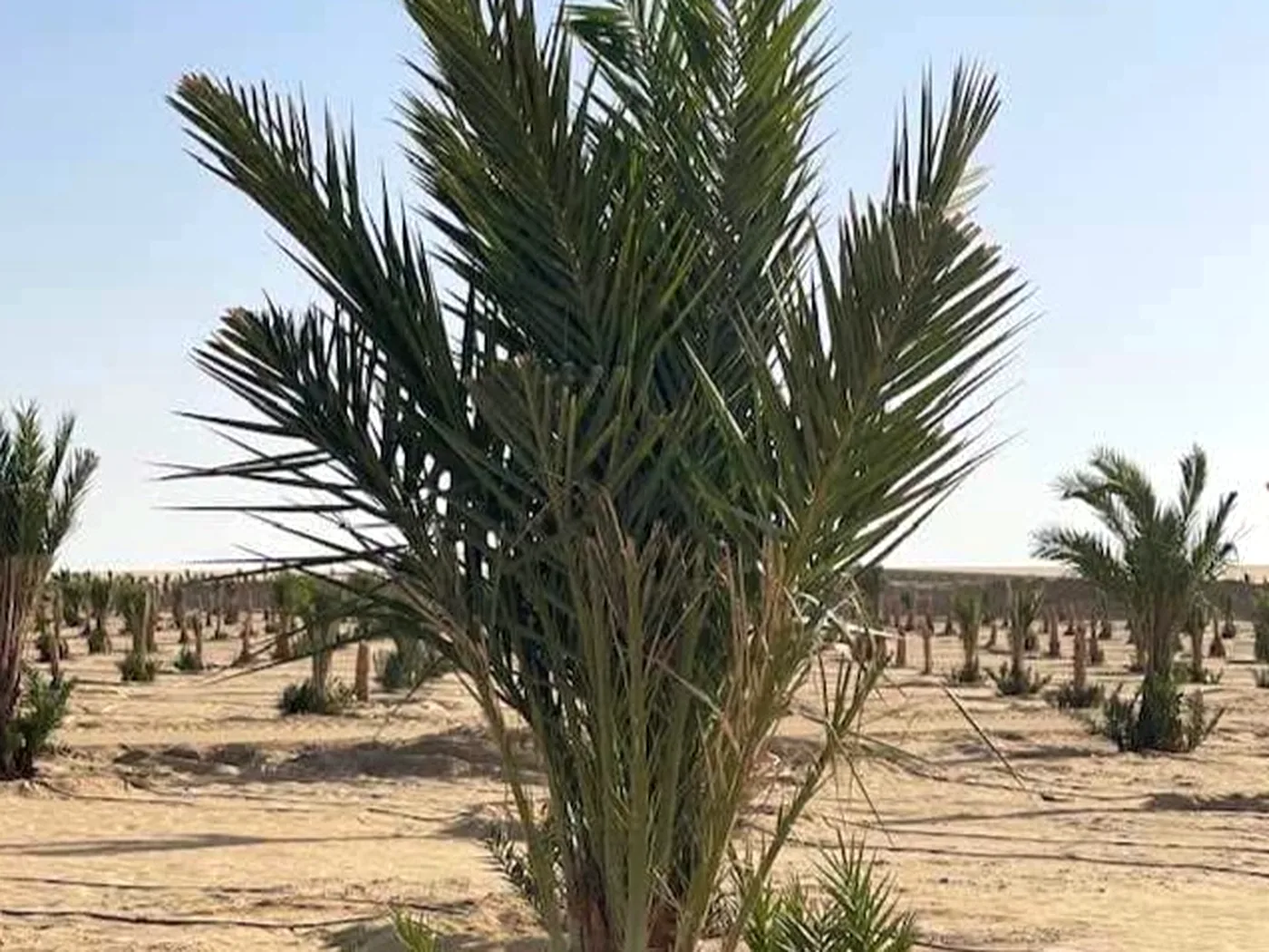 نخلة ذكر غنامي وافرة السعف