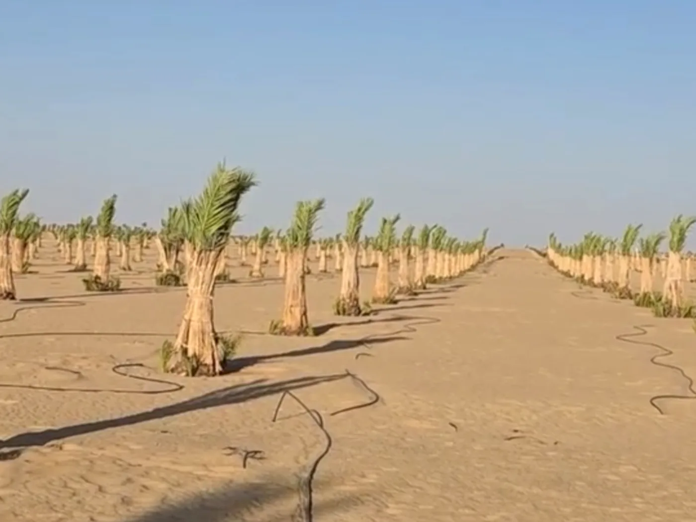 فسيلة خلاص مغطاة بعد الزراعة