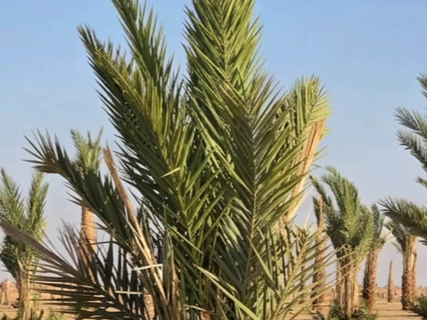 نخلة ذكر جارفكس كثيفة السعف