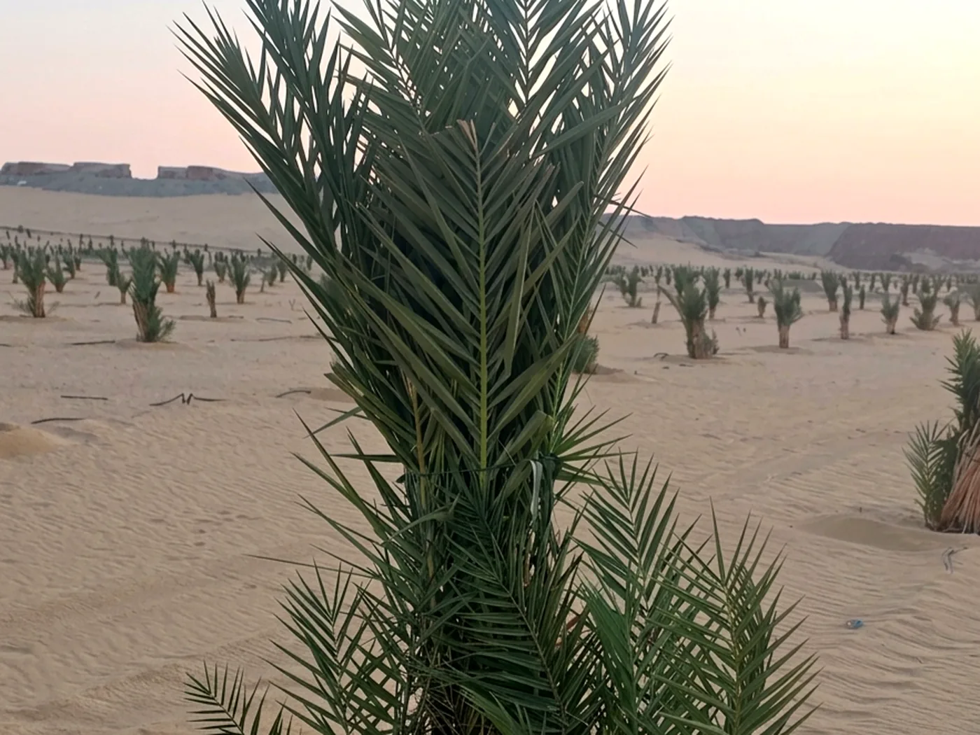 فسيلة سكري نامية في أرض صحراوية