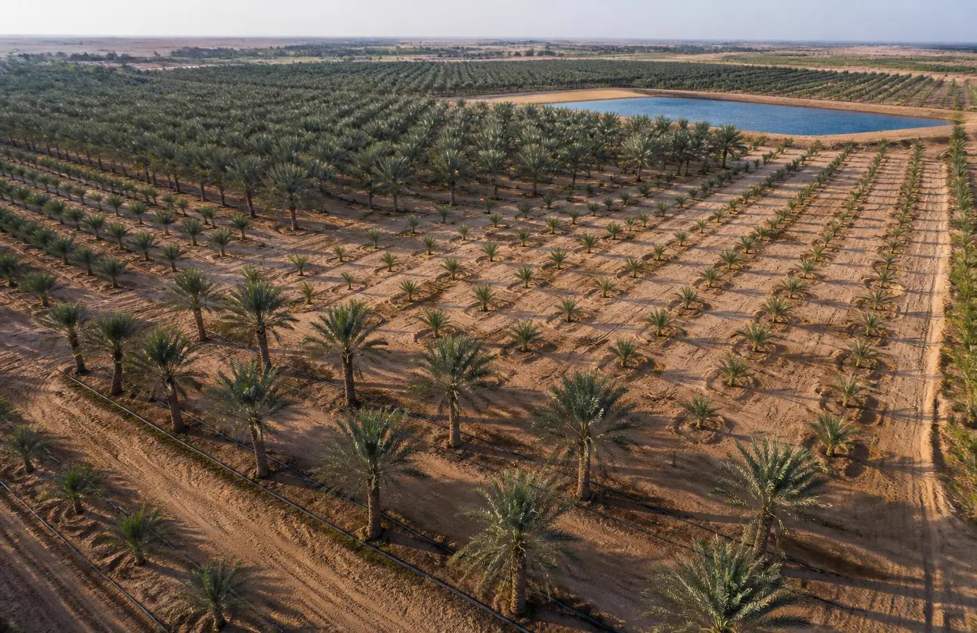 لقطة جوية لمزرعة نخيل حديثة بصفوف منتظمة وشبكة ري بالتنقيط