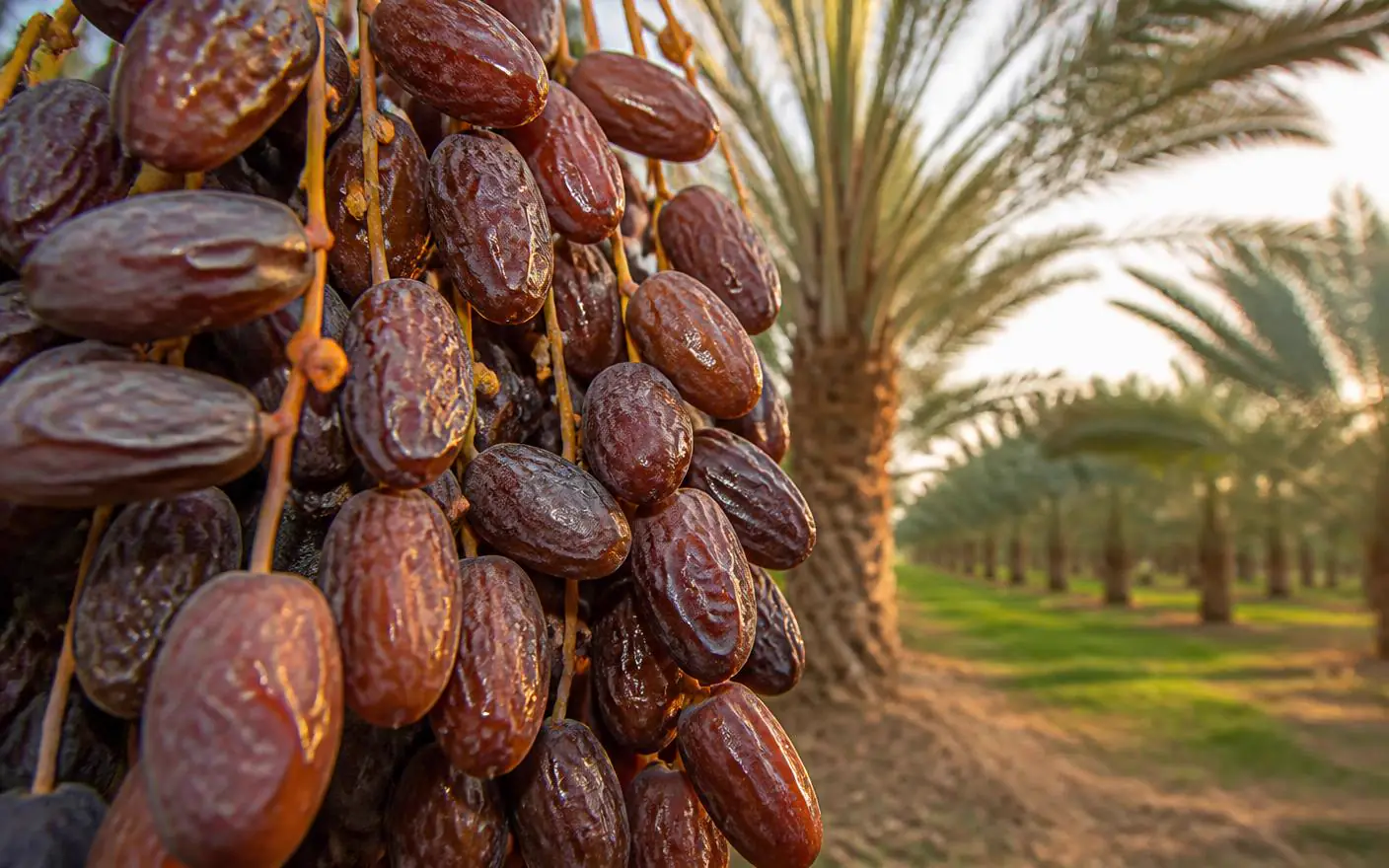 ثمار نخيل مجدول على العذق